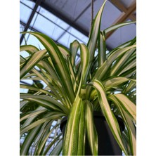 Hakay Videolu Alacalı Kurdele Çiçeği 1 Adet Saksılı/tüplü 20-30CM Iç Mekan Ofis Bitkisi (Chlorophytum)
