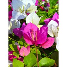 Hakay Videolu Çift Renk Pembe Beyaz Begonvil Çiçeği 1 Adet 45-65 cm Saksılı/tüplü (Bougainvillea)