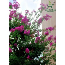 Hakay Pembe Renk Oya Ağacı 30-60CM 1 Adet Saksılı Bahçe Bitkisi