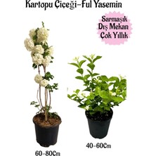 Hakay Gardenbox Kartopu Çiçeği + Kokulu Ful Yasemin Saksılı Bahçe Peyzaj Seti, 2 Adet