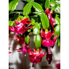 Hakay Nura Botanik Mor Yılbaşı Çiçeği Fidanı, Saksılı, 15-25CM, Iç Mekan Bitkisi