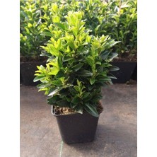 Hakay Serada Decor & Plant Euonymus Japonicus Yeşil Taflan Bitkisi, Saksılı, 20-40CM, Çit Bitkisi