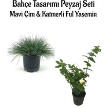 Hakay Nura Botanik Mavi Çim Saksılı (10-20CM) + Hanımeli Çiçeği (30-60CM) Set, Çok Renkli