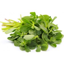 Hakay Gardenbox Semizotu Tohumu, 100 Adet, Yeşil