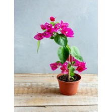 Hakay Nura Botanik Bodur Begonvil Bougainvillea, Ev - Balkon Begonvil, Pembe