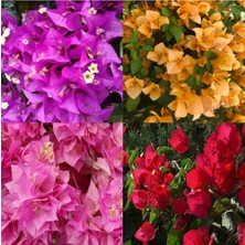 Hakay Serada Decor & Plant Begonvil 4 Farklı Renkte, 20-50 Cm, 4 Adet Saksılı Çiçekli Bitki