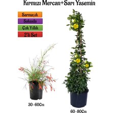 Hakay Kırmızı Renk Mercan Çiçeği Fidanı+Sarı Yasemin Fidanı 2'li Bahçe Peyzaj Seti, BTS0001NA2022