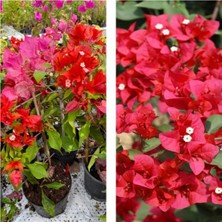 Hakay Gardenbox Kırmızı Begonvil Çiçeği Fidesi, 30-45 Cm, Tüplü, Çiçekli Bodur Bitkiler