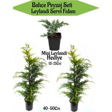 Hakay Nura Botanik Bahçe Peyzaj Seti, 2 Adet Leylandi Servi Fidanı 40-50CM + Hediye Mini Leylandi Fidanı 15-25CM