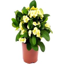 Hakay 1 Adet Altın Sarı Dikenler Tacı Çiçeği 5-15 cm Euphorbia Milli Saksılı