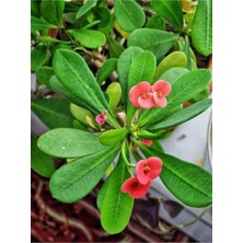 Hakay Nura Botanik Pembe Çiçekli Milli Dikenler Tacı Mini Euphorbia, 5-10 Cm, Saksıda, Salon Bitkisi
