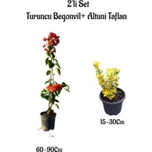 Hakay Serada Decor & Plant Turuncu Begonvil Sarmaşığı + Altuni Taflan Çit Bitkisi 2'li Set, Çok Renkli