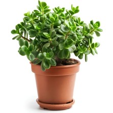 Hakay Gardenbox Crassula Ovata Para Çiçeği, 15-25 cm Saksılı, Yeşil