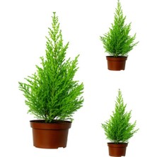 Hakay Serada Decor & Plant Limon Çamı Limoni Servi Fidanı, 30-50 Cm, 3 Adet Tüplü, Cupressus Macrocarpa Goldcrest