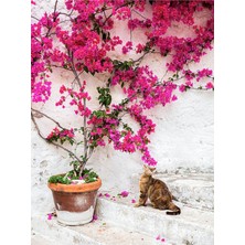 Hakay Serada Decor & Plant Pembe Çiçekli Begonvil, 60-100 Cm, 1 Adet Saksılı Iç/dış Mekan Bitkisi