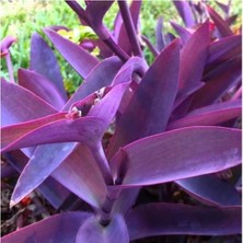 Hakay Serada Decor & Plant Saksılı Mor Telgraf Karasevda Çiçeği, 10-20 Cm, Tradescantia