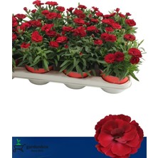 Hakay Bitkim Sende Bol Çiçekli Kırmızı Karanfil, 2 Adet Saksılı, 15-25CM
