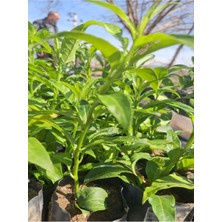 Hakay Serada Decor & Plant Mini Melisa Fidanı, 10-30 Cm, Tüplü, Bahçe Dış Mekan Bitkisi