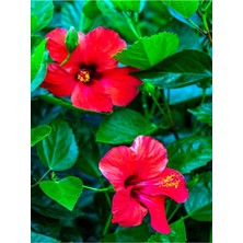 Hakay Serada Decor & Plant Kırmızı Japon Gülü Çiçeği Fidanı, 40-45 Cm, 1 Adet Saksılı, Camellia Japonica