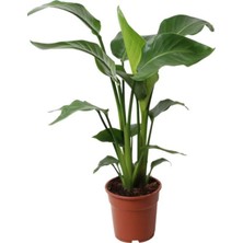 Hakay Nura Botanik Starliçe Cennet Kuşu Strelitzia Iç Mekan Salon Çiçeği, 50-70CM