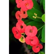 Hakay Serada Decor & Plant Minik Dikenler Tacı 5.5cm Kırmızı Çiçekli Bodur Bitki