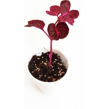 Hakay Nura Botanik Çingene Şalvarı, 7-10 cm Boyda, Teraryum Bitkisi, Kırmızı