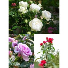 Hakay Nura Botanik Yediveren Gül Fidanı, Kırmızı Beyaz Lila Çeşitli, 3 Adet, 25-60 Cm, Saksılı