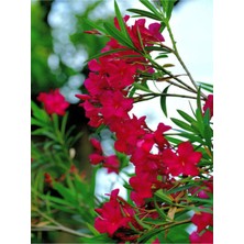 Hakay Gardenbox Kırmızı Zakkum (Nerium Oleander), 50-60 Cm, Saksılı Çiçekli Dış Mekan Bitkisi