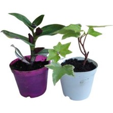 Hakay Serada Decor & Plant 2'li Mini Set, Telgraf Çiçeği + Hedara Helix Sarmaşığı