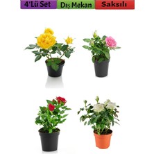 Hakay Serada Decor & Plant 4'lü Bahçe Seti Gül Fidanları, Kırmızı, Beyaz, Sarı, Pembe, 15-25 Cm, Dış Mekan Bitkileri