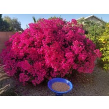 Hakay Gardenbox Bougainvillea Glabra Çalı Begonvil Fidanı, 20-40 Cm, Pembe