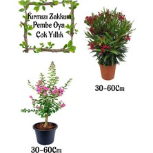 Hakay Bitkim Sende Kırmızı Zakkum Çiçeği, Pembe Oya Ağacı Saksılı Bahçe Seti, 30-60 cm