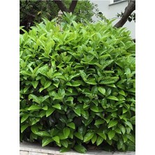 Hakay Nura Botanik Viburnum Lucidum Kartopu Çiçeği Fidanı, Saksılı, 50-80 Cm, 1 Adet