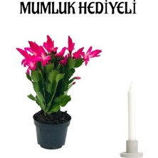 Hakay Nura Botanik Pembe Yılbaşı Çiçeği, Çiçekli Bodur Bitki, Mumluk Hediyeli