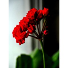 Hakay Gardenbox Bordo Sakız Sardunya Çiçeği Fidanı, 25-35 Cm, Saksılı, Geranium
