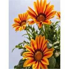Hakay Nura Botanik Turuncu Gazanya, 5-15 Cm, 10 Adet Saksılı Çiçekli Bodur Bitki