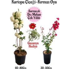 Hakay Serada Decor & Plant Kartopu Çiçeği, Kırmızı Oya Ağacı, Kırmızı Gazanya Hediyeli Saksılı Bahçe Seti, Çok Renkli