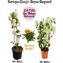 Hakay Nura Botanik Kartopu Çiçeği, Beyaz Begonvil, Turuncu Gazanya Saksılı Bahçe Seti, 3 Adet