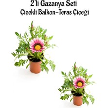 Hakay Gardenbox Gazanya Çiçeği, 2 Adet, Pembe Beyaz Renk, Saksılı, 10-20 Cm, Bahçe Balkon Çiçeği