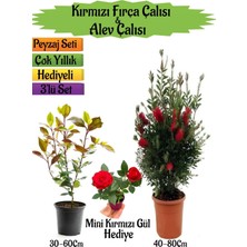 Hakay Bitkim Sende Kırmızı Fırça Çalısı, Alev Çalısı Fidanı, Mini Kırmızı Gül Hediyeli Peyzaj Seti