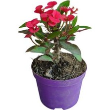 Hakay Serada Decor & Plant Milli Dikenler Tacı Kırmızı Renkli 1 Adet Saksılı (5-10 Cm) Iç/dış Mekan Bitkisi