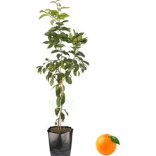 Hakay Serada Decor & Plant Portakal Fidanı Tüplü, Aşılı Meyve Fidanı