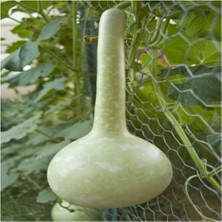 Hakay Gardenbox Nadir Su Kabağı Tohumu, 3 Adet, Süs Kabağı Tohumu