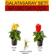 Hakay Serada Decor & Plant 2'li Takım Seti Sarı-Kırmızı Dahliya Çiçeği, Mini Kurdele Çiçeği Hediyeli, 10-30 cm