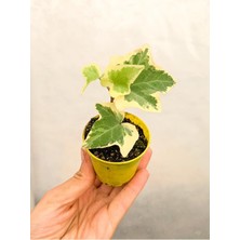 Hakay Serada Decor & Plant Mini Alacalı Duvar Sarmaşığı, 10-15 Cm, Saksılı, Hedera Helix