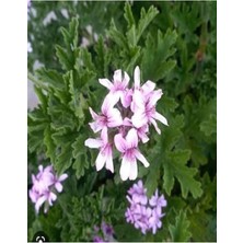Hakay Nura Botanik Itır Fidesi, 2 Adet, 15-25 Cm, Saksılı, Rose Drop