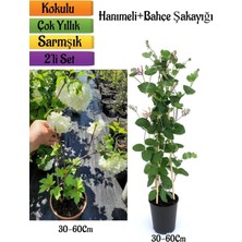 Hakay Çiçekli Kartopu/bahçe Şakayığı + Kokulu Hanımeli Çiçeği Fidanı 2'li Bahçe Peyzaj Seti, BTS0001NA2304
