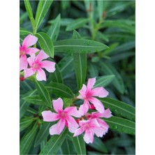 Hakay Nura Botanik Pembe Zakkum Fidanı Saksılı 40-65 Cm, Oleander, Çiçekli Bodur Bitkiler