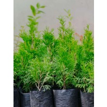 Hakay Nura Botanik Leylandi Çam Ağacı Fidanı, 20 Adet, Tüplü, 10-25CM, Cupressus Leylandii