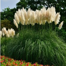 Hakay Bitkim Sende Saz Püskülü Pampas Otu (Cortaderia Selloana Pumila), 120-140 Cm, Beyaz
